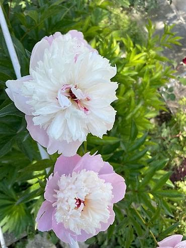 тай полукровка: Продаю пионы — 2