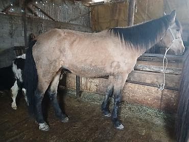 абиссинская кошка бишкек: Продаю | Жеребец | Полукровка | Рабочий — 3