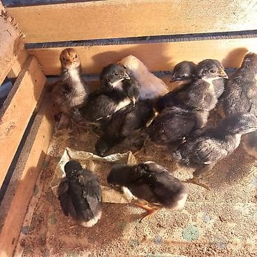 продаю козлят: Продаю | Цыплята | Для разведения — 6
