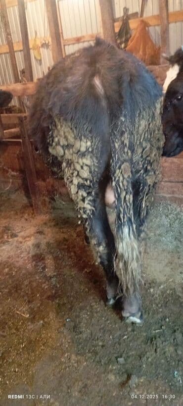 дойный коровы: Продаю | Бык (самец) | Алатауская, Швицкая, Абердин-ангус | На откорм, Для разведения | Осеменитель, Искусственник — 3