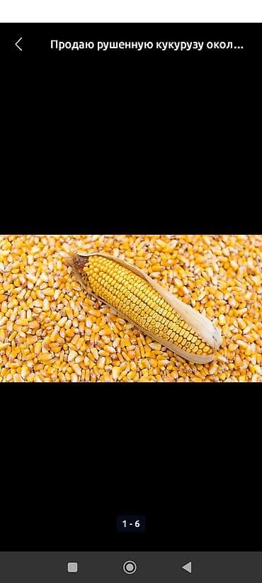 Кукуруза (зерно) сухая кукуруза рушеная с влажностью 12% есть 70 тон