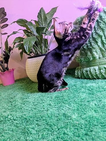 карликовые кошки цена: Бенгальская, 3 месяца, Мальчик, Черный, Приучена к лотку, Проглистована, С документами — 6