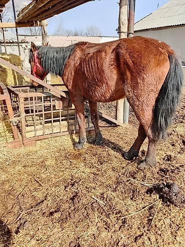 жер уй бишкек сатылат: Сатам | Жылкы (эркек) | Аргын | Жумушка | Мерин — 2