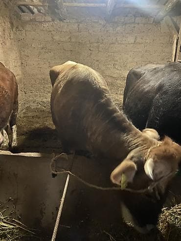 кукуруза драбилка: Продаю | Бык (самец) | Привязанные — 2