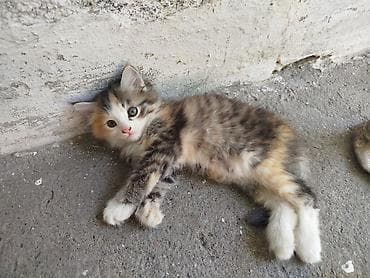 манчкин котята купить: Кошка даром: Беспородная, Девочка, С прививками — 3