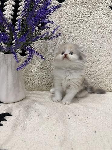 веслоухая кошка: Скотиш Фолд (Шотландская вислоухая), 1 месяц, Девочка, Приучена к лотку — 1