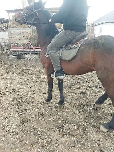 Продаю | Конь (самец) | Рабочий