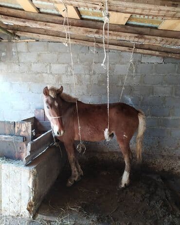 Иттер: Ветеринар на выезд УЗИ все ветеринарные услуги консультация — 4