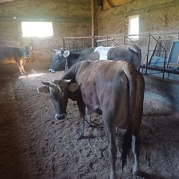 продаю крысу: Продаю | Корова (самка) | Для разведения, Для молока — 6