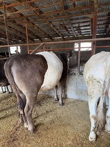 жаны уйлор: Сатам | Бука (эркек) | Аргын | Бордоп семиртүү үчүн | Байланган — 3