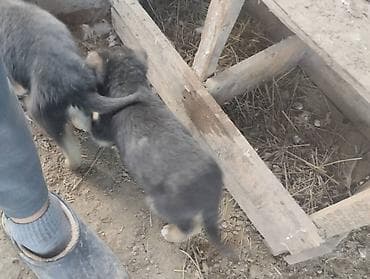 Кошки: Немецкая овчарка, 2 месяца, Самец, С родословной — 3