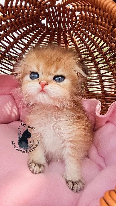 кошка котёнок: Скотиш Фолд (Шотландская вислоухая), 1 месяц, Мальчик, Золотая шиншилла, С документами, С прививками, Приучена к лотку — 8