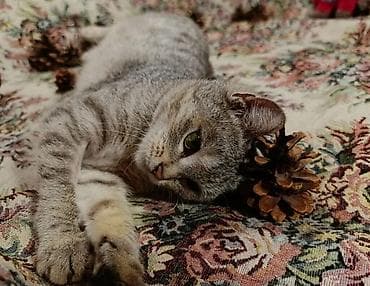 лапа: Девочка — 2