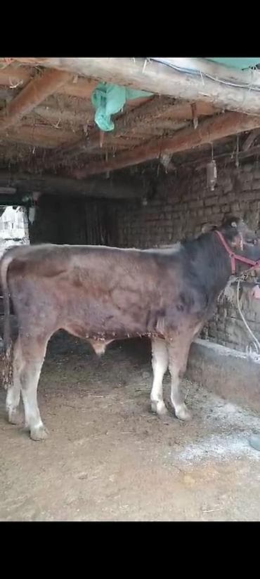 Куры, петухи: Продаю | Бык (самец) | Швицкая | На откорм | Племенные — 2