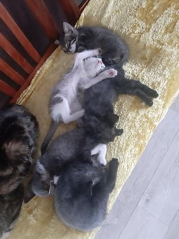 кошка в добрые руки: Котята домашние, разноцветные, игривые. Описание: - Возраст на фото — 4