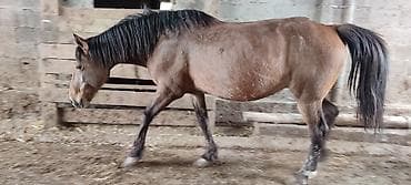 Продаю | Кобыла (самка) | Полукровка | Рабочий
