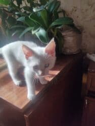 собака долматинец: Очаровательный котёнок мальчик 2 месяца с розовыми ушками И хвостиком — 18