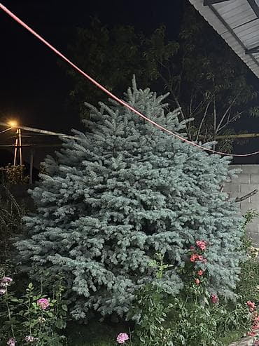 Ель голубая (вероятно, Picea pungens ‘Glauca’) — взрослая, плотная