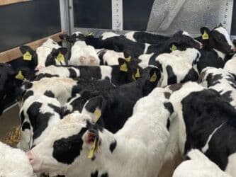 племенные коровы молочные купить: Продаю | Корова (самка), Бык (самец), Музоо, торпок — 1