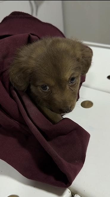 Иттер: Ит бекер берилет: 2 айлык, Ургаачы, Эмделген — 2