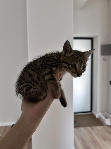 Үй жаныбарлары: Отдам в добрые руки котёнка. Возраст: 1,5 месяца, девочка. Игривая — 2