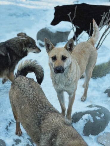 приют чихуахуа спб: Собака даром: Дворняжка, 1 год, Самец, С прививкой — 29