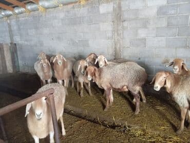 кролики бабочка: Продаю | Овца (самка) | Для разведения | Матка — 3