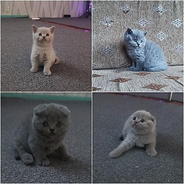 заказать котят: Продаются котята шотландской породы из питомника!!! Дата рождения — 1