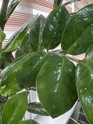 Комнатные растения: Продаю комнатные растения-крупномеры здоровые, ухоженные, полностью — 5