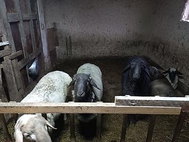 собака кангал: Продаю | Баран (самец) | На забой — 3