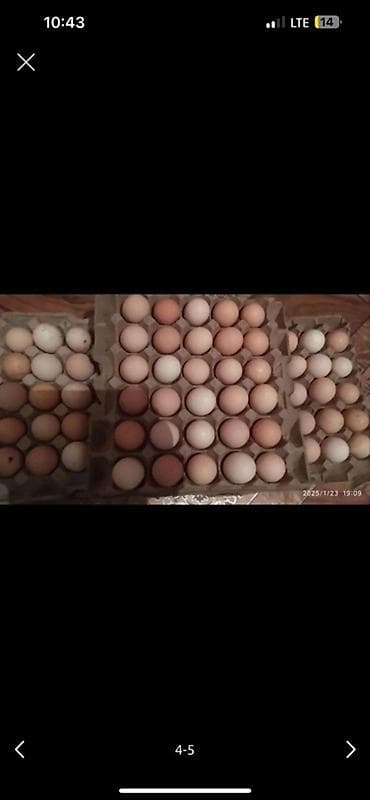 Тооктун жумурткасын алам инкубатсоный Домашный яйцо болсо