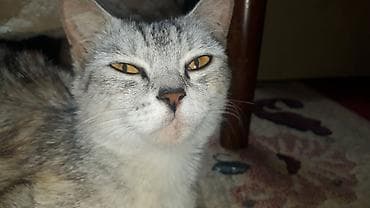 бесплатно кошка: Полосатый котёнок с короткой густой шерстью и выразительными янтарными — 4