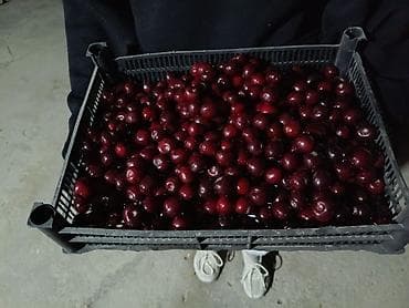 черешня: Вишня Оптом — 2