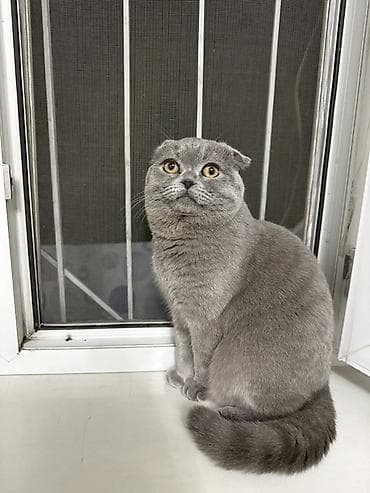 кошка шотланская: Шотландская вислоухая кошка (Scottish Fold), окрас голубой — 2
