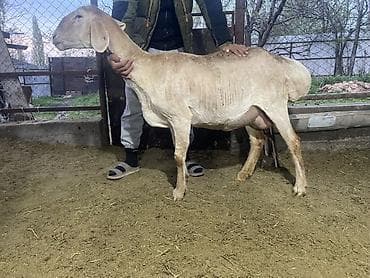 алабай бишкек: Сатам | Ургаачы кой (ургаачы) | Көбөйтүү үчүн | Асыл тукумдуу — 1