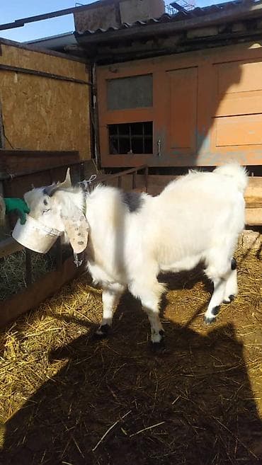 альпийская коза: Продаю | Козлёнок | Нубийская | Для разведения | Осеменитель — 3