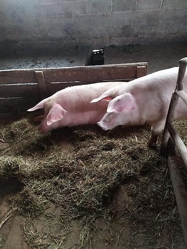 Частное лицо : Свиньи, | Любое состояние, Самовывоз