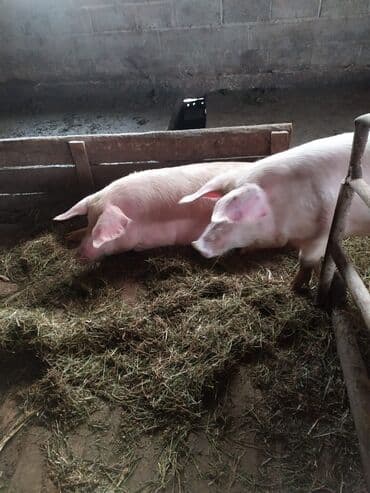 дом животных: Куплю | Свиньи | Самовывоз, Любое состояние — 1