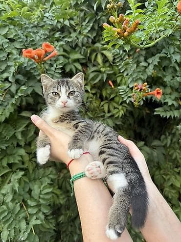 Котята домашние короткошерстные, возраст 3 месяца. Ласковые