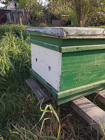 ящик пчела: Пчелиные ульи и комплектующие - Корпусные ульи из дерева, окрашенные — 2