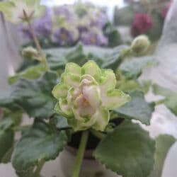 укорененные листики фиалок: Листовые черенки фиалок по 15 сом •"Кристалл Сваровски", свежий срез — 9