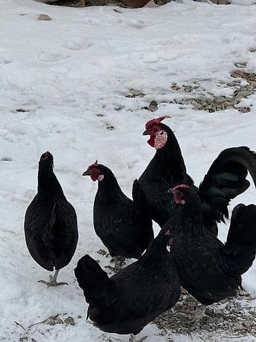 Продаю | Куры, Петух