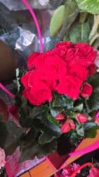 кастрюля большая: Спатифиллум (Spathiphyllum) в декоративном кашпо - Крупный, густой — 10