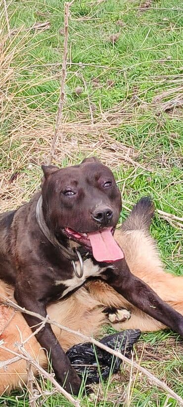 Питбуль, 8 месяцев, Самка, С родословной