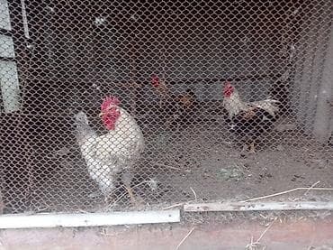летучий мышь: Продаю петухов,трое звонить по номеру ; цена договорная — 2