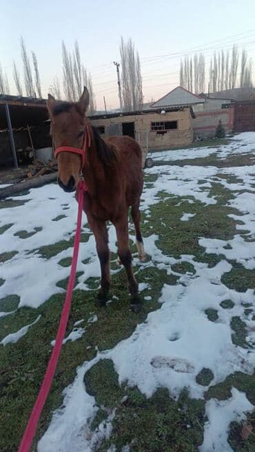 купить щенка ретривера: Продаю | Жеребенок | Полукровка | Конный спорт | Племенные — 2