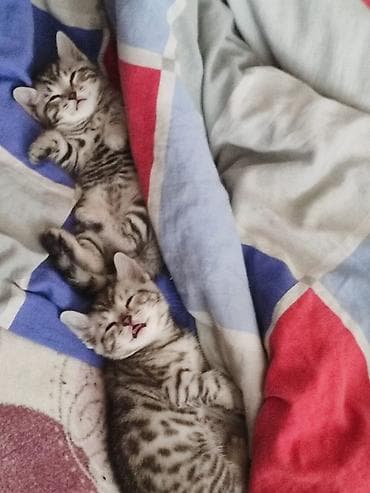 ош коты: Скотиш Страйт (Шотландская прямоухая), 1 месяц, Девочка, Серебристая шиншилла, Метис — 6