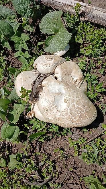 быки на мясо: Съедобные грибы – белые «лепёшки» (полевые шмпиньоны/лугова́я форма) — 2