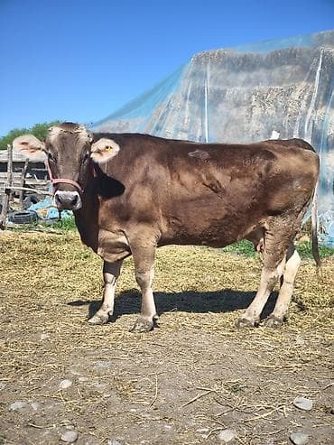 молочные козы: Продаю | Корова (самка) | Швицкая, Монбельярд | Для молока — 6