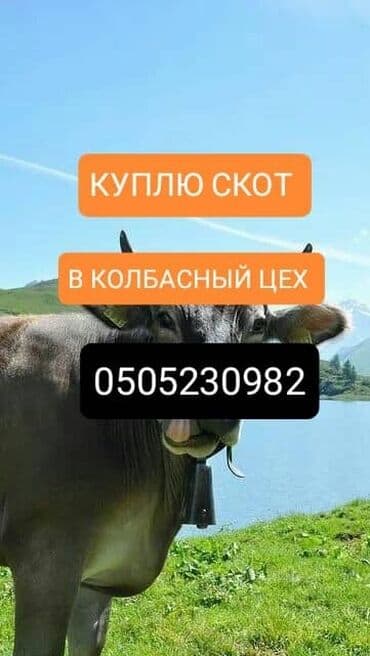 дом для животных: Куплю | Коровы, быки, Лошади, кони, Другие с/х животные | Круглосуточно, Любое состояние, Забитый — 1